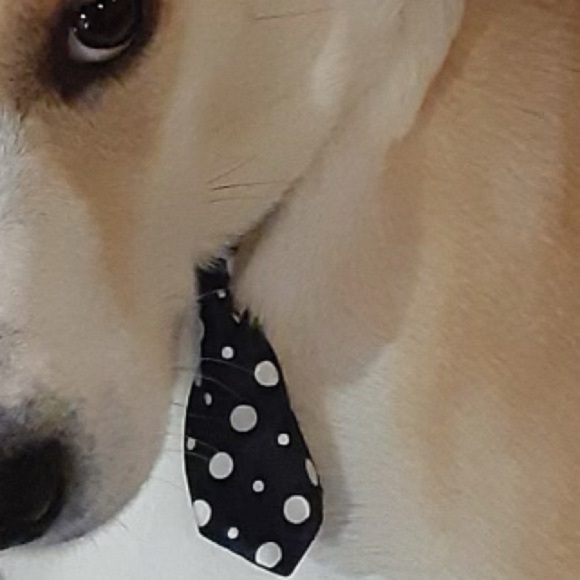 Adjusting Dog Neck Tie Collar - Picture 2 of 9